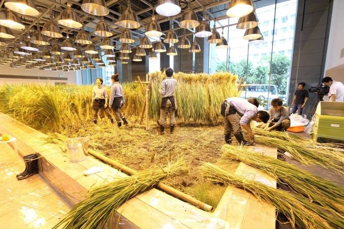 Các “bác nông dân” và cũng là các nhân viên của công ty đang gặt lúa trên “cánh đồng”.