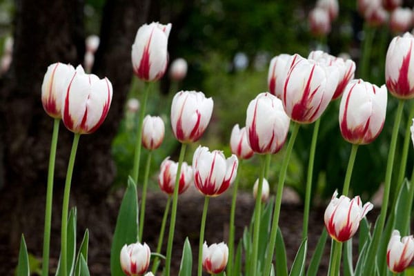bong bóng hoa tulip, thương vụ để đời