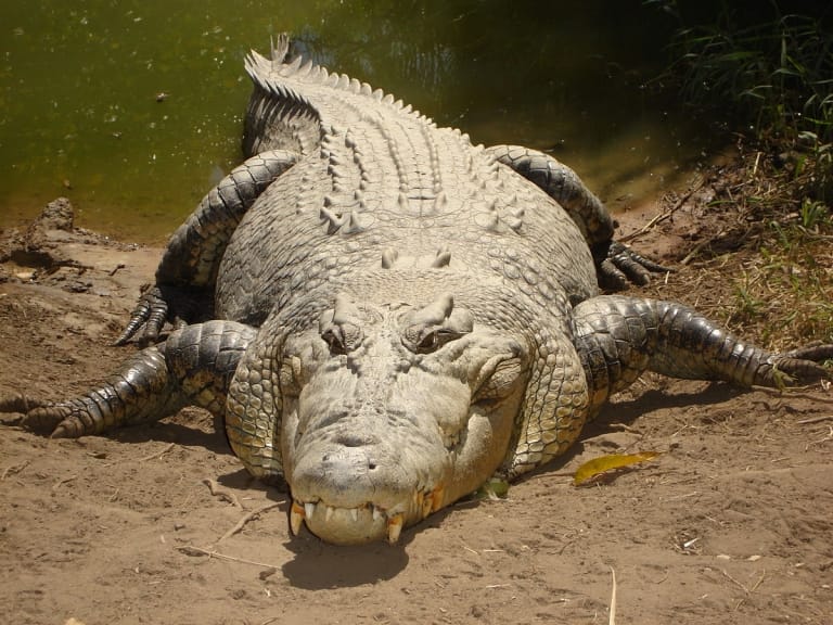 cá sấu mạo hiểm lên bờ