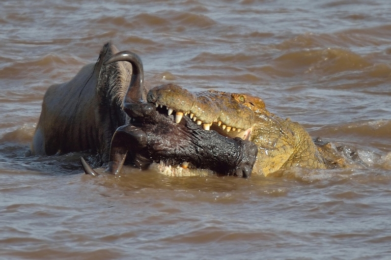 Cá sấu tấn công chớp nhoáng