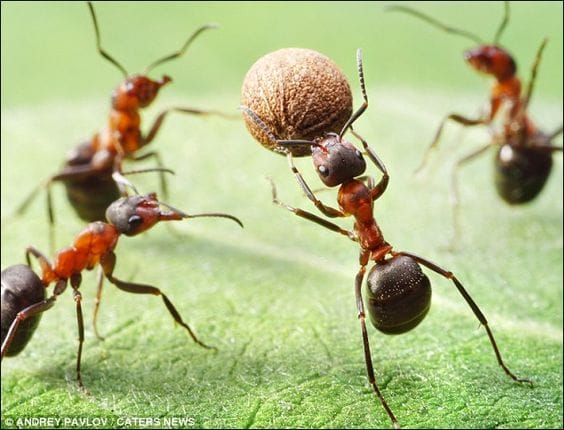 Loài kiến và các tác nhân kích thích