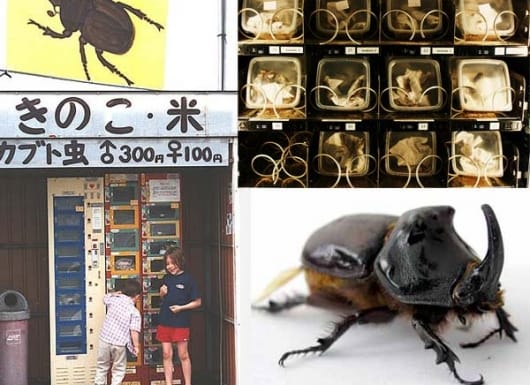 Dựng máy bán “snack” côn trùng ăn liền, ông chủ người Nhật thu gần 5.000 USD/tháng