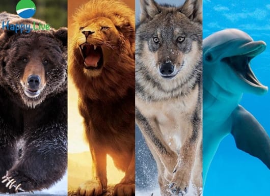Có 4 kiểu người trên đời: Bạn nên sống và làm việc như gấu, sư tử, sói hay cá heo?