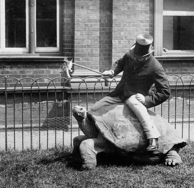 Walter Rothschild đang cưỡi rùa khổng lồ ngay tại dinh thự của mình