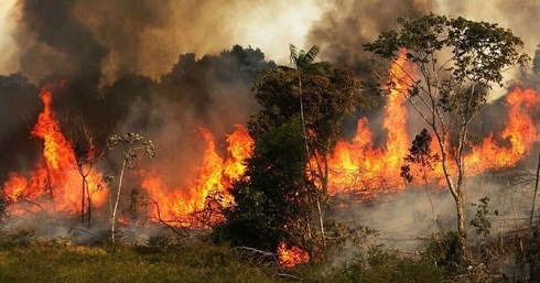 Rừng Amazon cháy âm ỉ suốt 3 tuần, xót xa nhìn muông thú quằn quại trong biển lửa