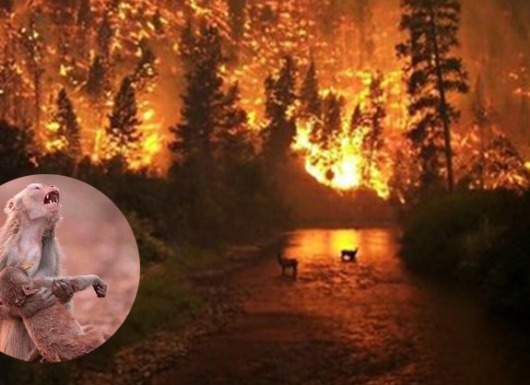 Xót xa trước xác của nhiều loài động vật chết cháy, chết vì ngạt khói do ảnh hưởng của cháy rừng tại Amazon.Xót xa trước xác của nhiều loài động vật chết cháy, chết vì ngạt khói do ảnh hưởng của cháy rừng tại Amazon.