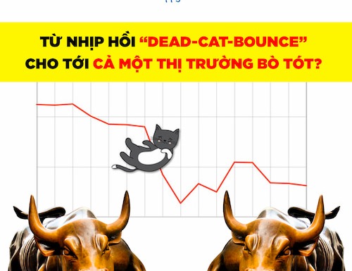 Từ nhịp hồi “dead-cat-bounce” cho tới cả một thị trường bò tót?