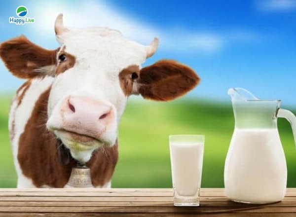 Giải thích 8 MÔ HÌNH KINH TẾ thông qua "Con bò và Hộp sữa"