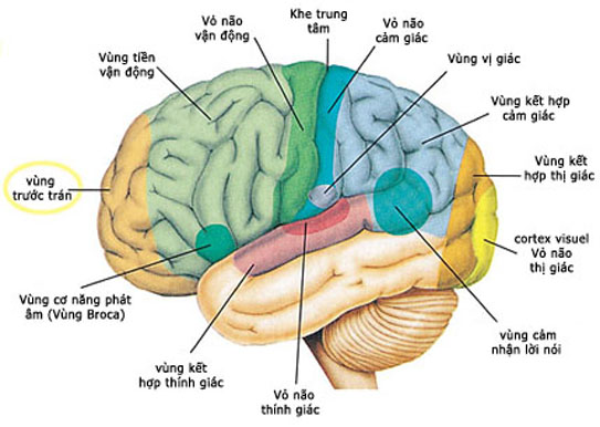 bản đồ não