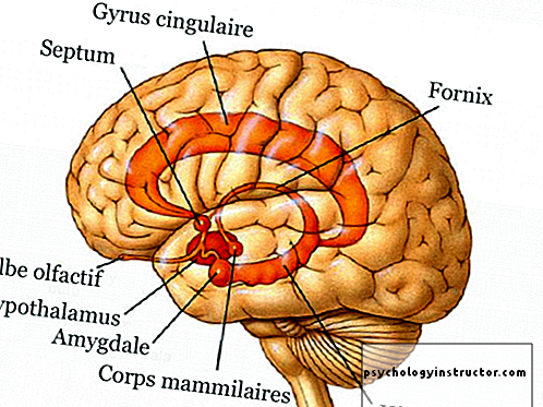 cấu trúc của hệ thống limbic