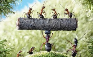 8 nguyên tắc đầu tư bậc thầy khi "đội mũ tư duy" của loài kiến